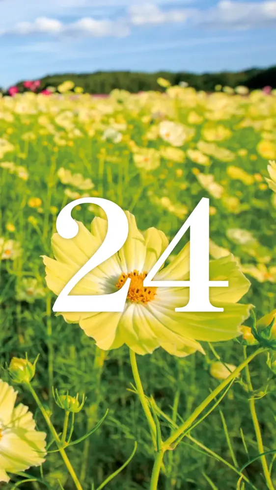 幸せを呼ぶ黄色いコスモス 開運壁紙