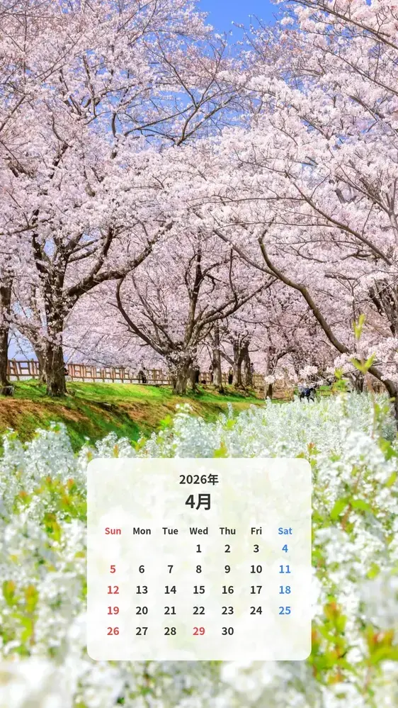 桜並木と雪柳の春景色 カレンダー壁紙