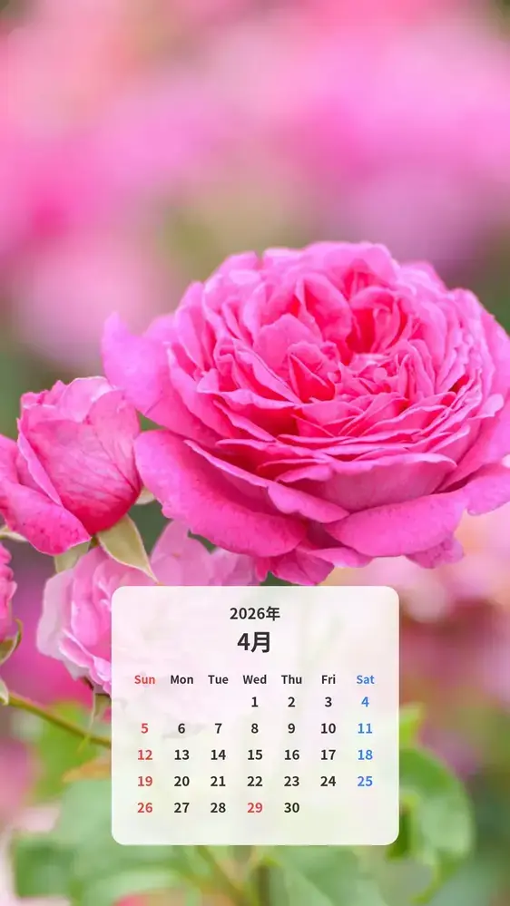 ピンクの薔薇 カレンダー壁紙
