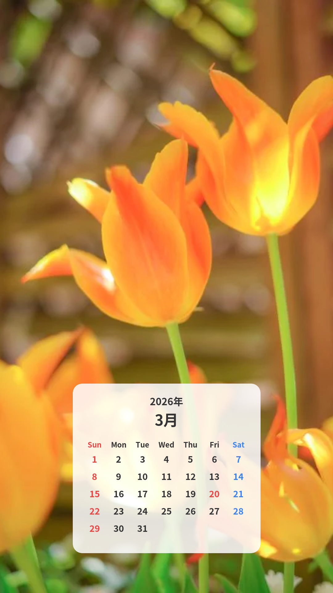 オレンジ色のチューリップ カレンダー壁紙