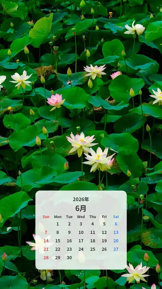 紅白の蓮畑のカレンダー壁紙