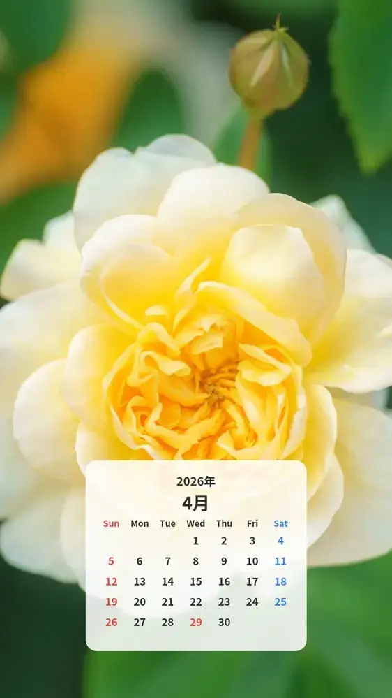 優しい黄色の薔薇 カレンダー壁紙