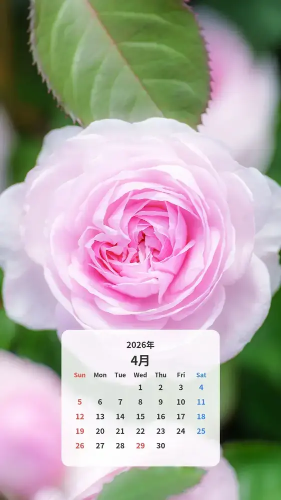 優しいピンク色の薔薇 カレンダー壁紙