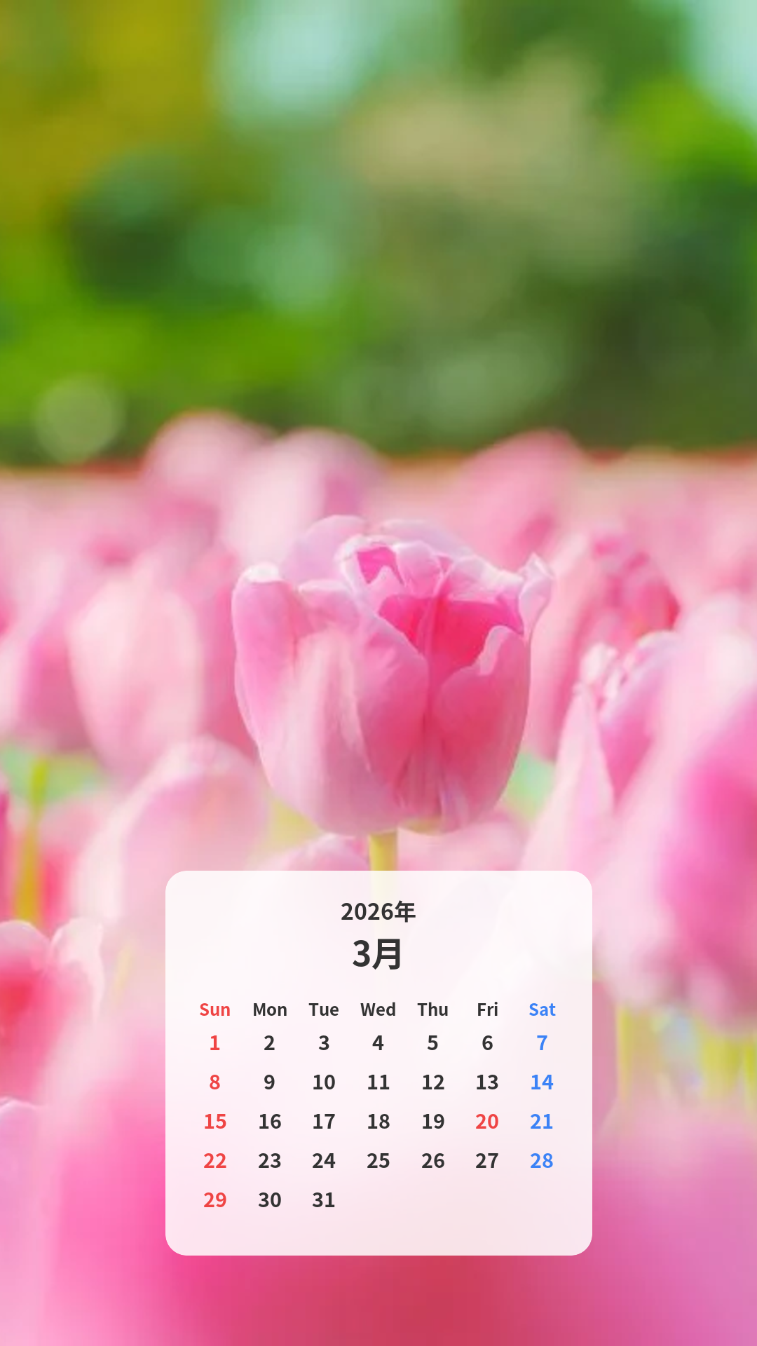 パステルピンクのチューリップ カレンダー壁紙