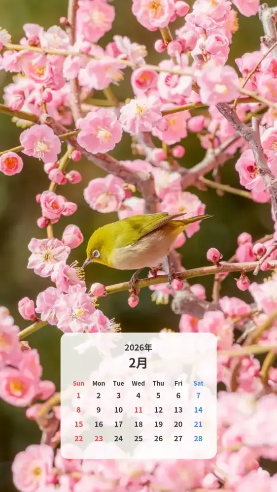 梅の蜜を吸うメジロ カレンダー壁紙