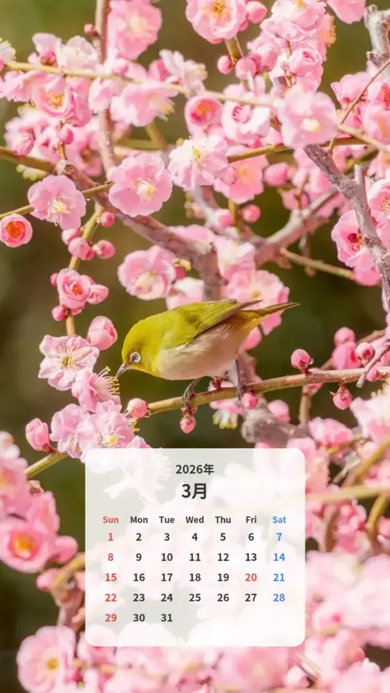 梅の蜜を吸うメジロ