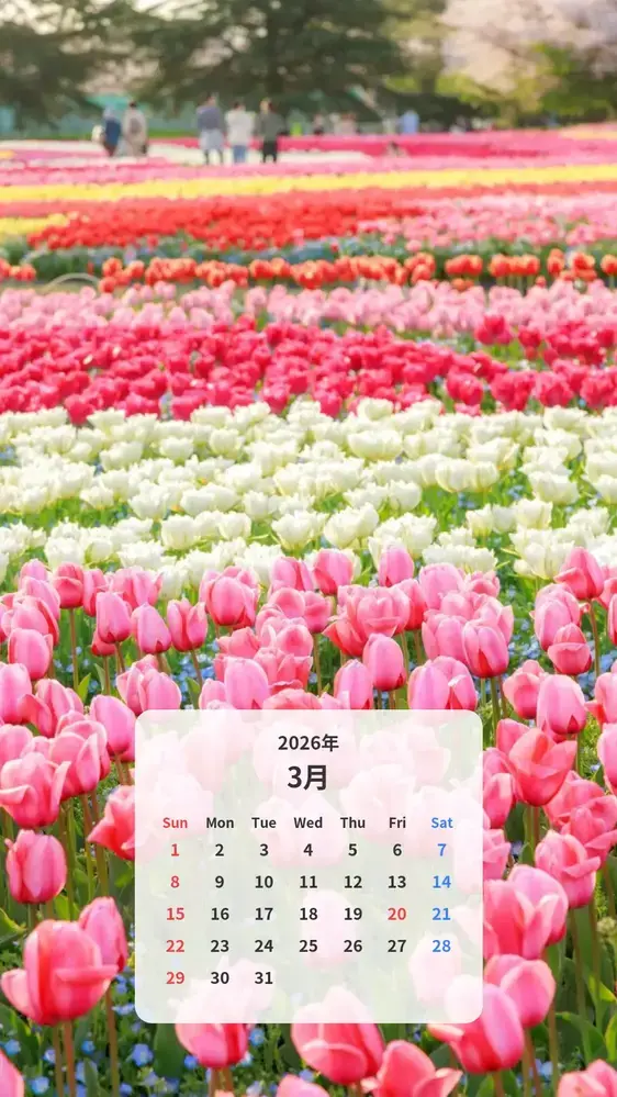ピンク・白・赤・黄のチューリップ畑 カレンダー壁紙