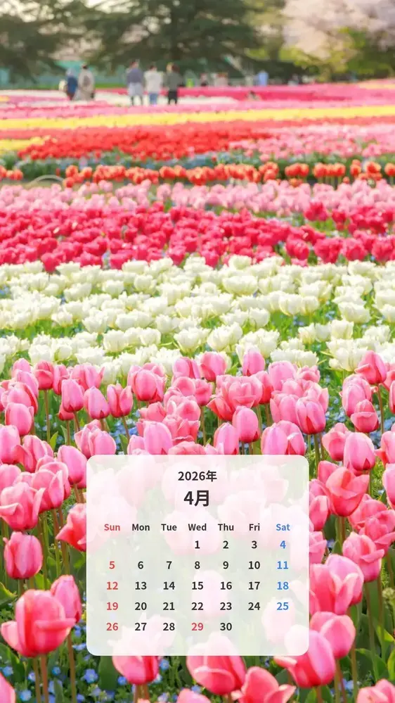 ピンク・白・赤・黄のチューリップ畑 カレンダー壁紙