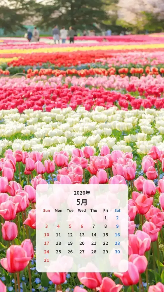 ピンク・白・赤・黄のチューリップ畑のカレンダー壁紙