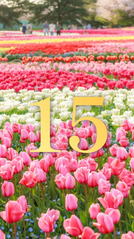 ピンク・白・赤・黄のチューリップ畑の開運数字壁紙