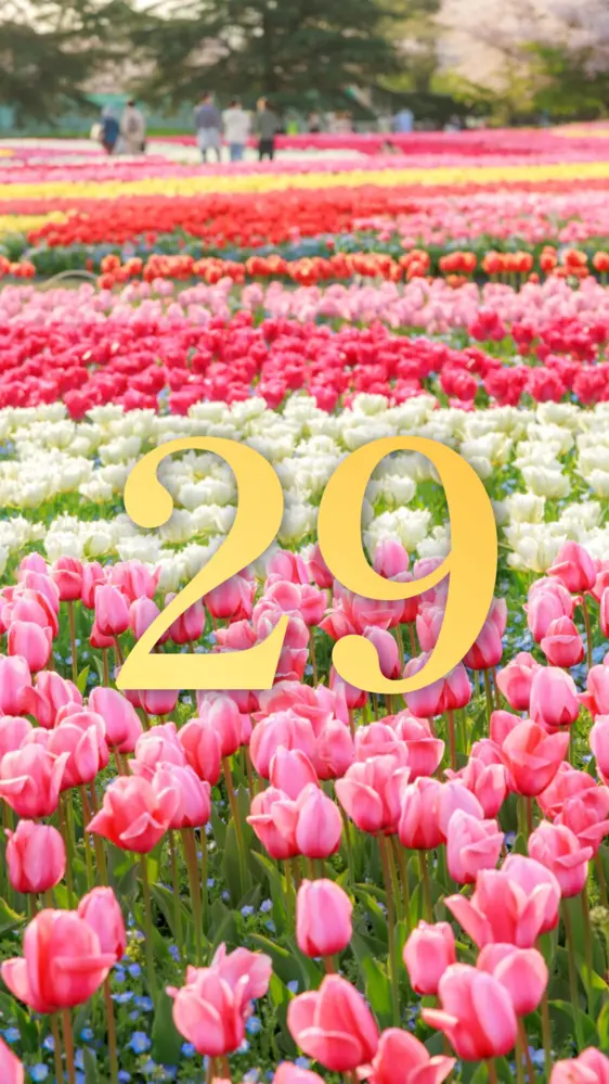 ピンク・白・赤・黄のチューリップ畑 開運壁紙