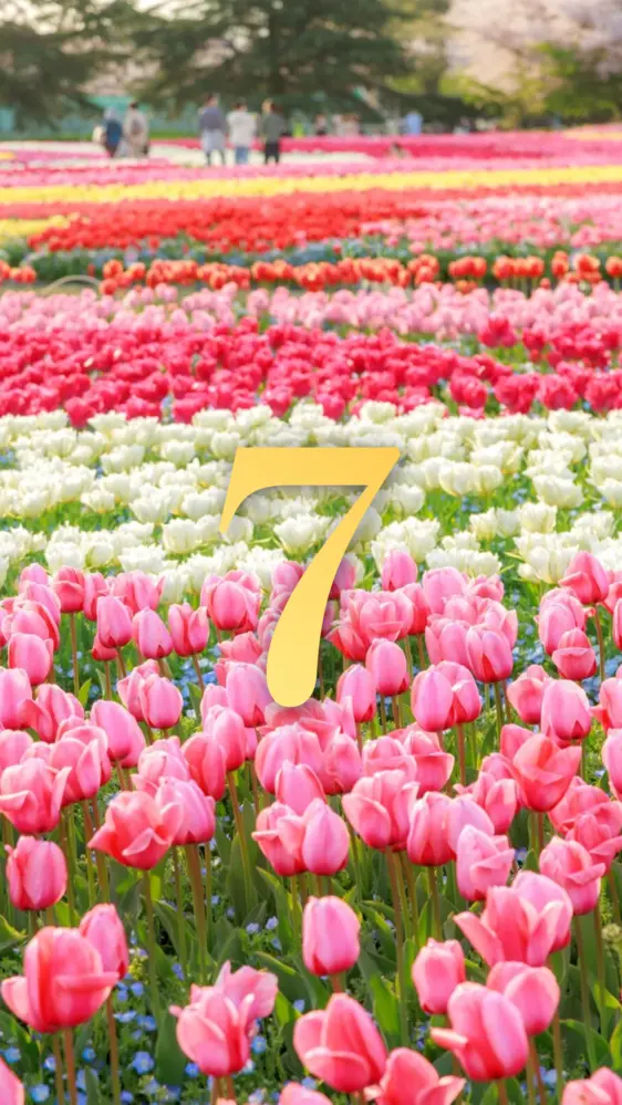 ピンク・白・赤・黄のチューリップ畑 開運壁紙