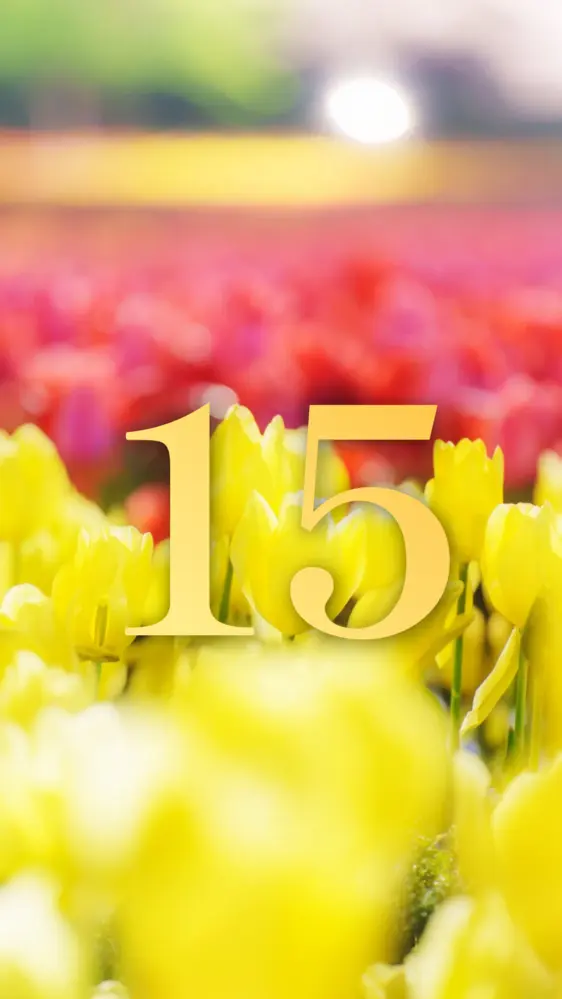 黄色と赤の可愛いチューリップの開運数字壁紙