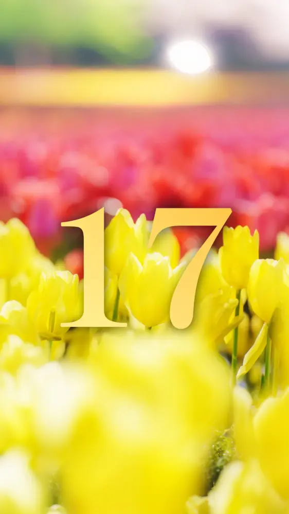 黄色と赤の可愛いチューリップ 開運壁紙
