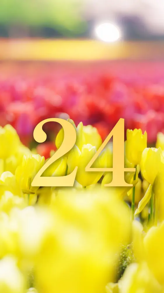 黄色と赤の可愛いチューリップの開運数字壁紙