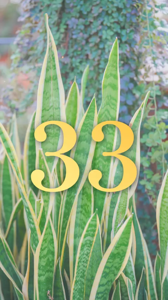 癒しのサンスベリア 開運壁紙